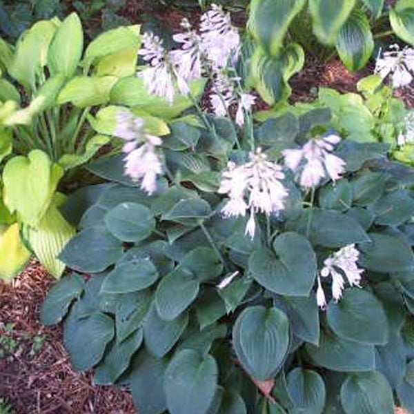 Funkie mit Blättern und Blüten im Garten.