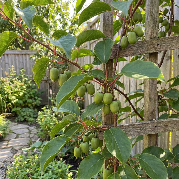 Mini-Kiwi Actinidia arguta mit Früchten an einer hölzernen Rankhilfe in einem Garten.