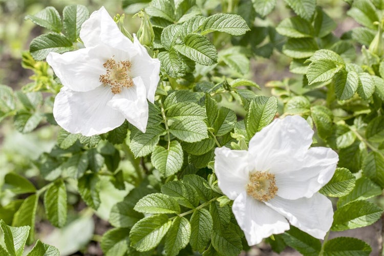 Zwei weisse Blüten einer Heckenrose mit grünen Blättern an einem Rosenstrauch im Garten