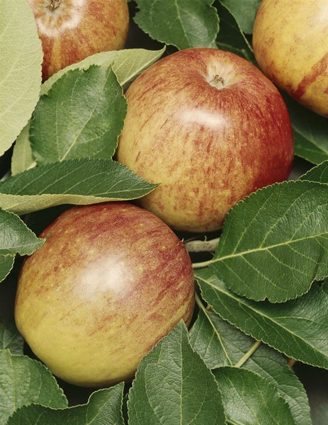 Malus 'James Grieve', Apfelbaum, 150–200 cm, saftig-süß