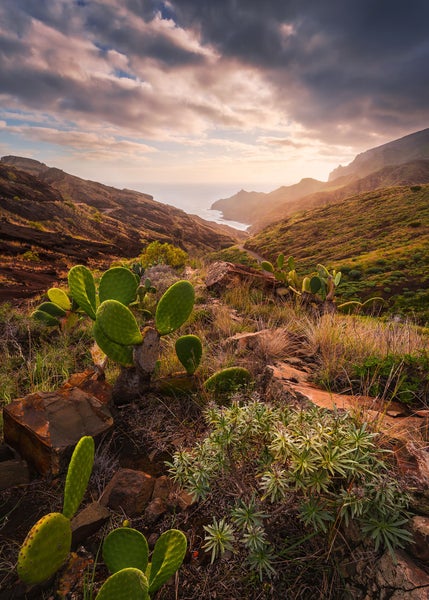 Landschaft mit Kakteen, Hügeln und Meerblick