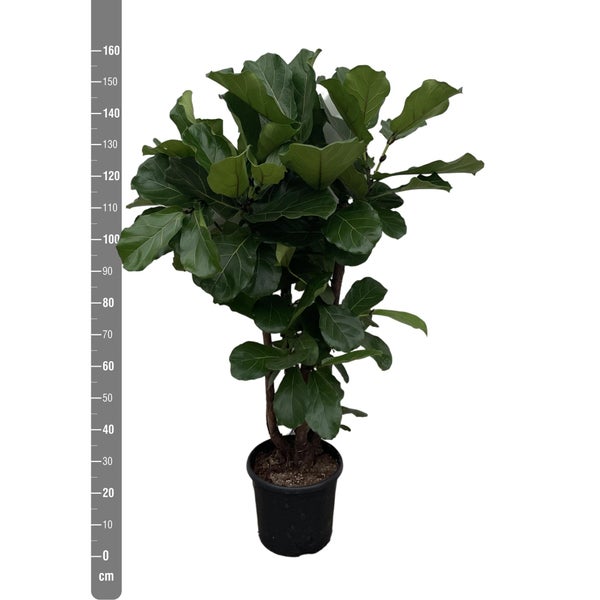 Geigenfeige verzweigt – 140-160cm - ø 27-30cm
