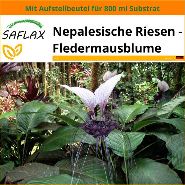 SAFLAX Garden in the bag - Nepalesische Riesen - Fledermausblume - Tacca nevia white - 10 Samen - Mit Anzuchtsubstrat im praktischen, selbst aufstellenden Beutel