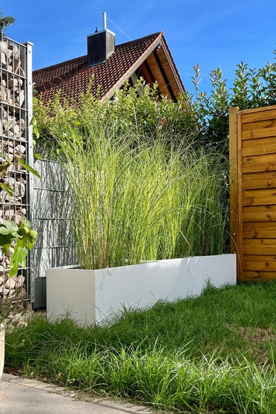 Weißer rechteckiger Pflanzkübel mit hohem Ziergras als Sichtschutz in einem hellen Garten mit Rasen, Gabionenwand und Holzzaun.