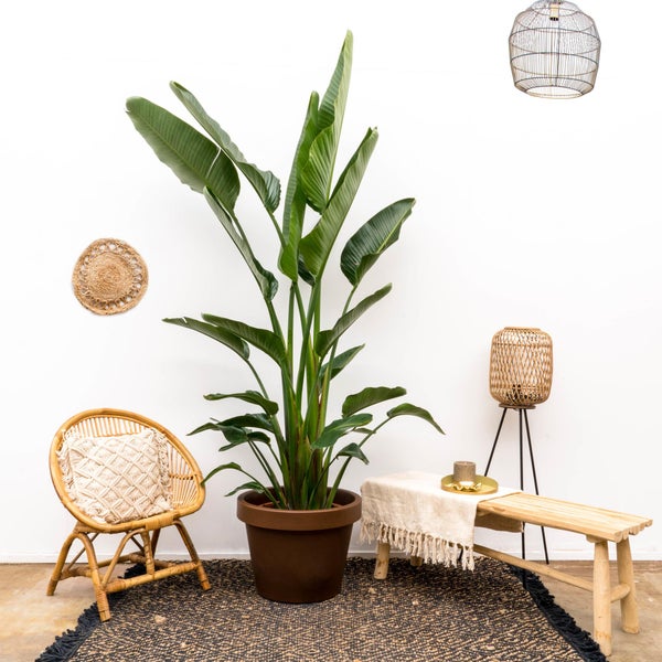 Strelitzia Augusta Mehrstamm XXL - 250 cm - ø30-40
