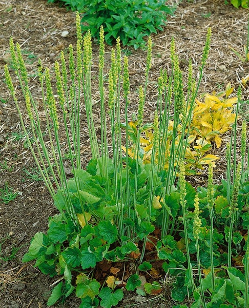 Heuchera cylindrica 'Greenfinch', Purpurglöckchen, grün, ca. 9x9 cm Topf