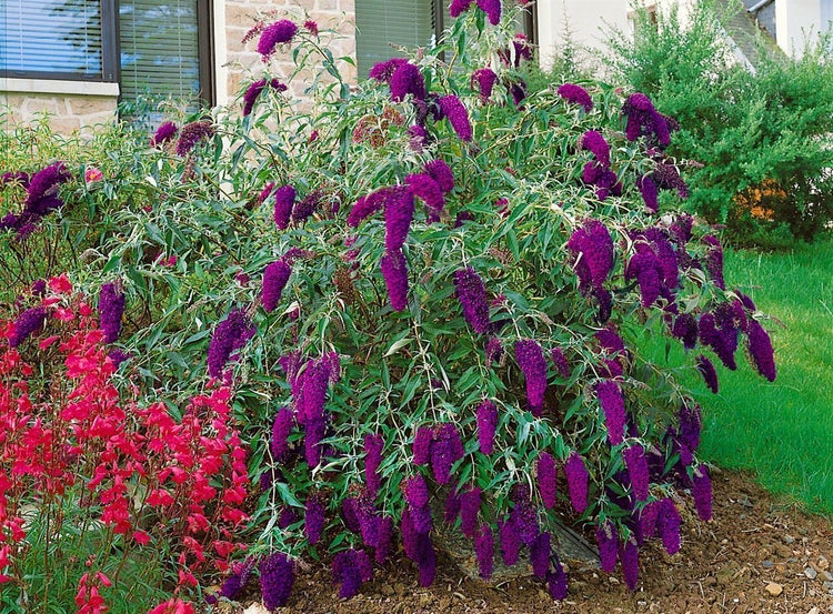 Buddleja davidii 'Nanho Purple', Schmetterlingsflieder, lila, 40–60 cm