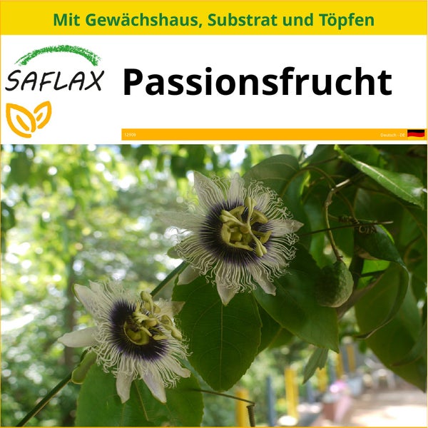 SAFLAX Anzucht Set - Passionsfrucht - Passiflora edulis - 40 Samen - Mit Mini-Gewächshaus, Anzuchtsubstrat und 2 Töpfen