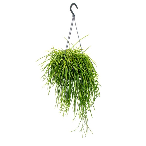 Urban Jungle Elegance Moderne Kakteen-Ampel mit toller Blattstruktur Rhipsalis baccifera shaferi 15cm