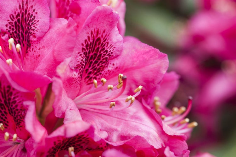 Nahaufnahme einer rosafarbenen Rhododendronblüte mit dunklen Flecken