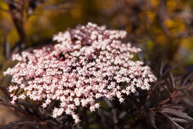 Sambucus nigra 'Black Lace', Schwarzer Holunder, dunkelrot, 100–125 cm