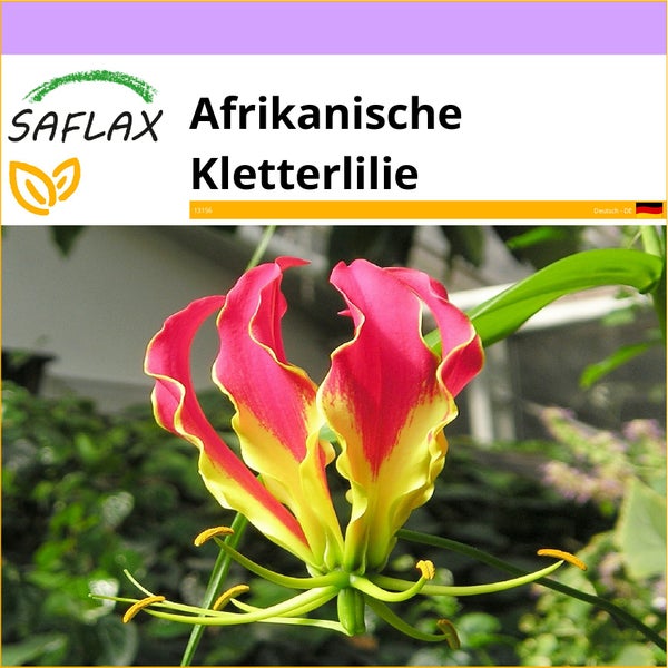 SAFLAX  - Afrikanische Kletterlilie - Gloriosa rothschildiana - 15 Samen