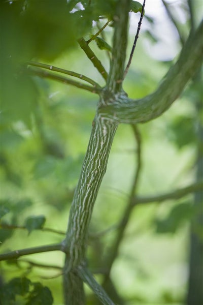 Acer davidii, Schlangenhaut-Ahorn, 175–200 cm