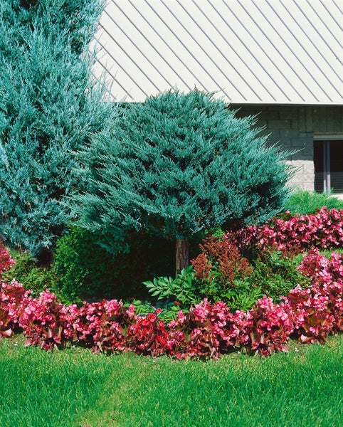 Garten mit Zierbäumen und Blumenbeet