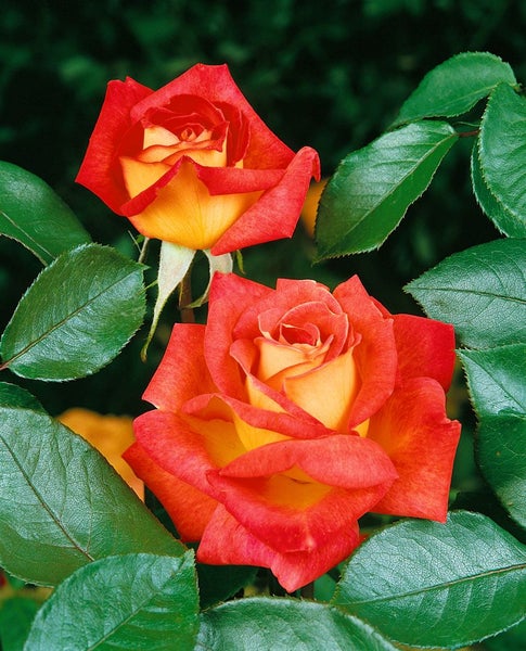 Zwei zweifarbige Rosenblüten mit grünen Blättern