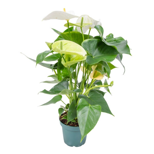 Anthurium 'Aristo' Weiß - Flamingopflanze - Zimmerpflanze - Pflegeleicht - ⌀12 cm - ↕30-40 cm