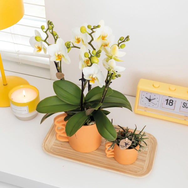 Dekorative Szene mit Orchidee im Topf, Zierpflanze und Uhr
