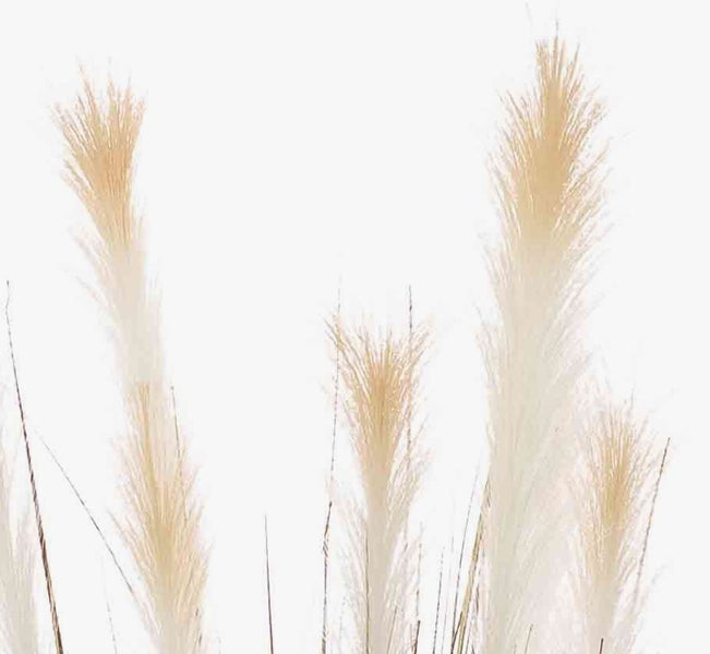 Nahaufnahme von Ziergras mit dünnen, senkrechten Halmen in Grün und Purpur.