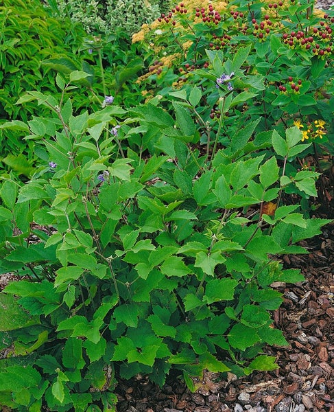 Clematis heracleifolia, Duft-Waldrebe, blau, 60–100 cm