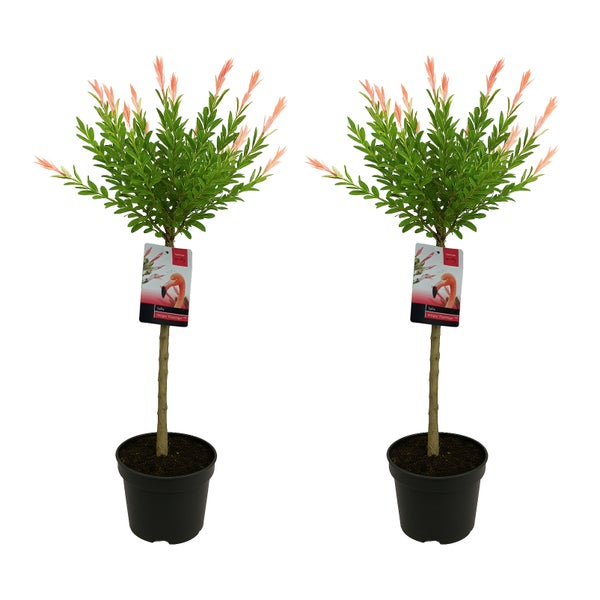 Bloomique - 2er-Set - Salix Integra Flamingo - bunte Weide - Gartenpflanzen - winterhart - 80-100 cm hoch - Topf 19 cm