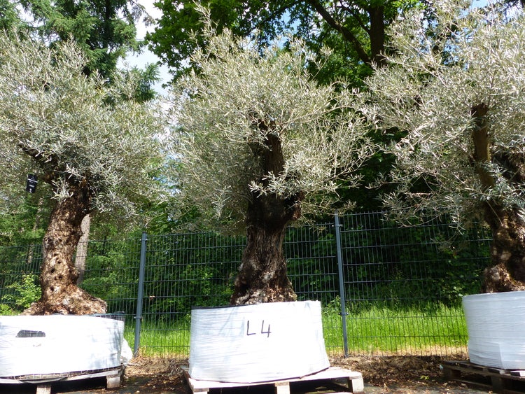 genau dieser Baum L4 Olivenbaum 245 cm, knorrige alte urige Olive winterhart