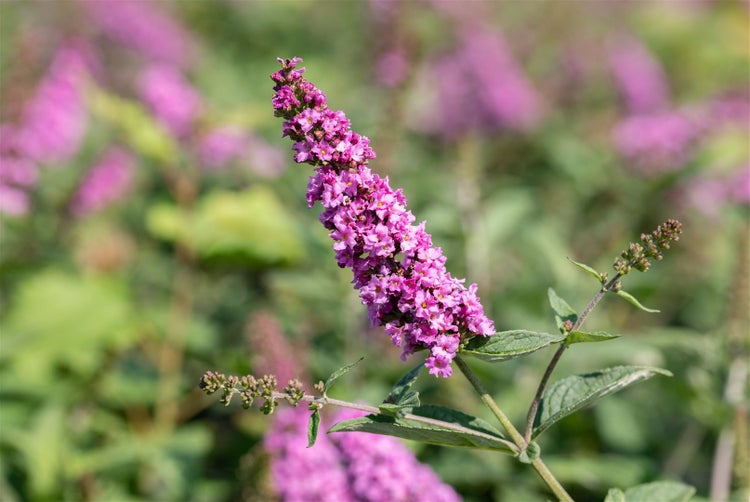 Buddleja 'Pink Micro Chip', Schmetterlingsflieder, rosa, 30–40 cm