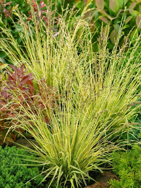 Molinia caerulea 'Variegata', Moorgras, gestreift, ca. 9x9 cm Topf