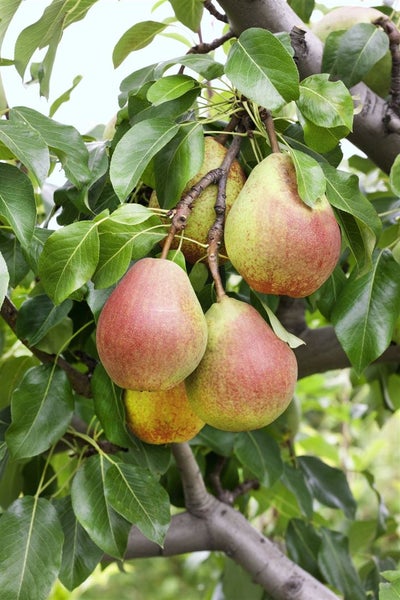 Pyrus communis 'Clapps Liebling', Birne, 150–200 cm, saftig-süß
