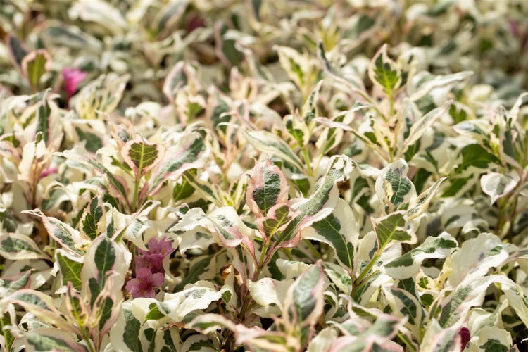 Detailaufnahme einer bunten, immergrünen Heckenpflanze mit Blüten
