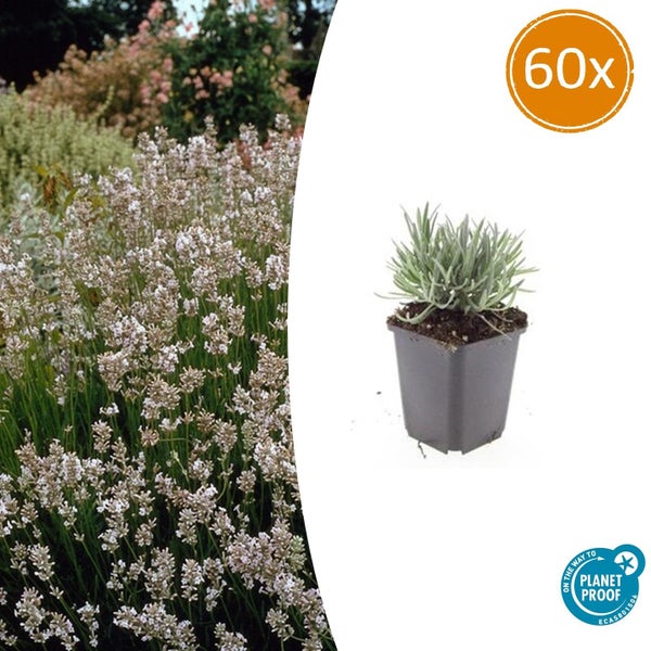 Lavendel im schwarzen Pflanztopf dargestellt in den vier Jahreszeiten Frühling, Sommer, Herbst und Winter.