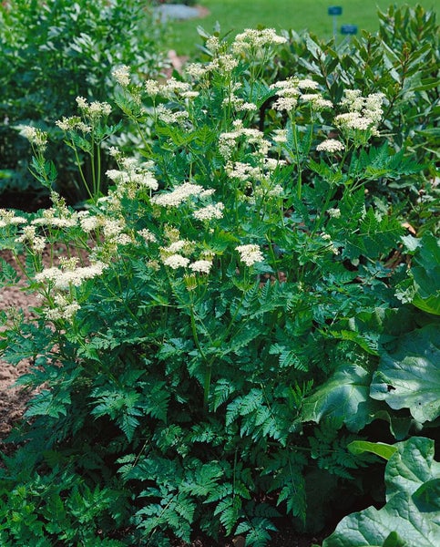 Blühender Wiesenkerbel im Garten.