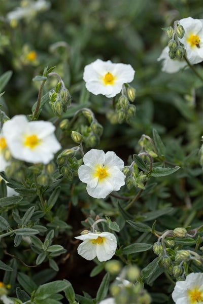 Helianthemum x cult. 'Eisbär', Sonnenröschen, weiß, ca. 9x9 cm Topf