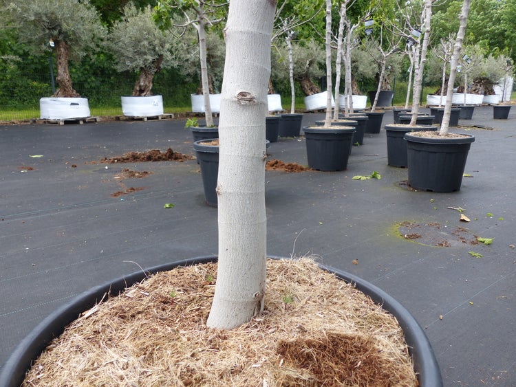 Baum in Pflanzgefäß mit Mulchmaterial
