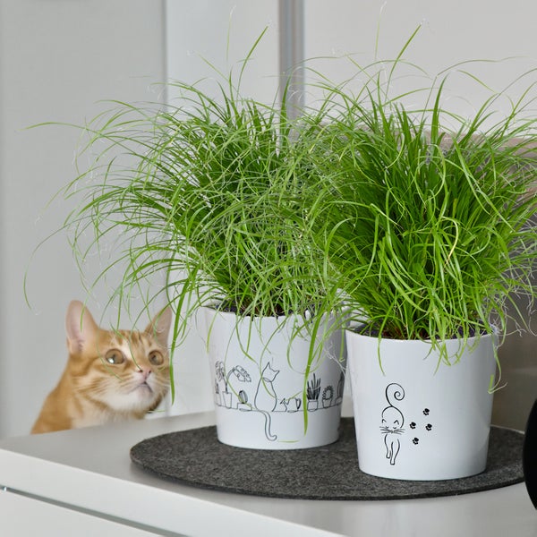 Katzengras 3er Set Cyperus zumula | biologisch, sicher für Katzen | PetLove Futterpflanze 20-25 cm |  Katzen Gras Zimmerpfllanzen