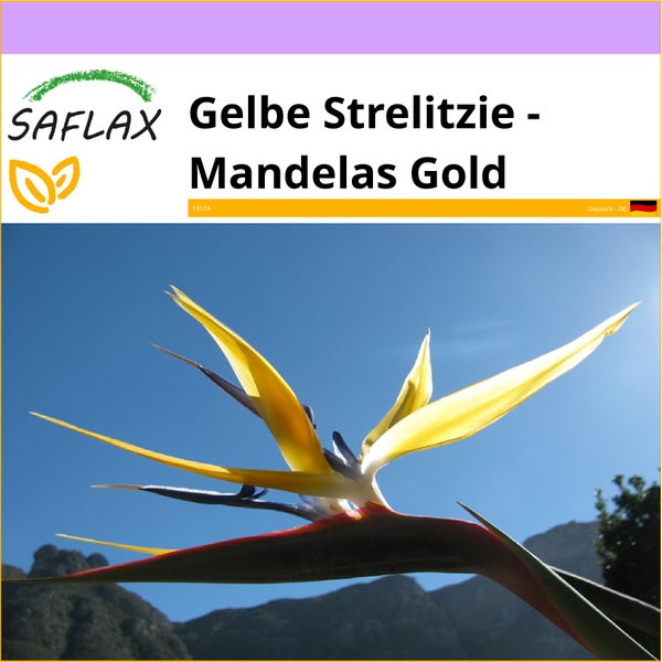 SAFLAX  - Gelbe Strelitzie - Mandelas Gold - Strelitzia reginae Yellow - 4 Samen