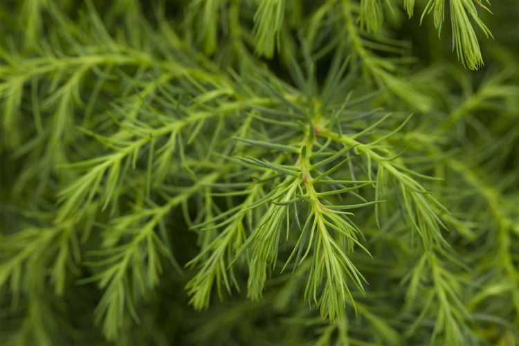 Cryptomeria japonica 'Elegans Viridis', Japanische Sicheltanne, 30–40 cm