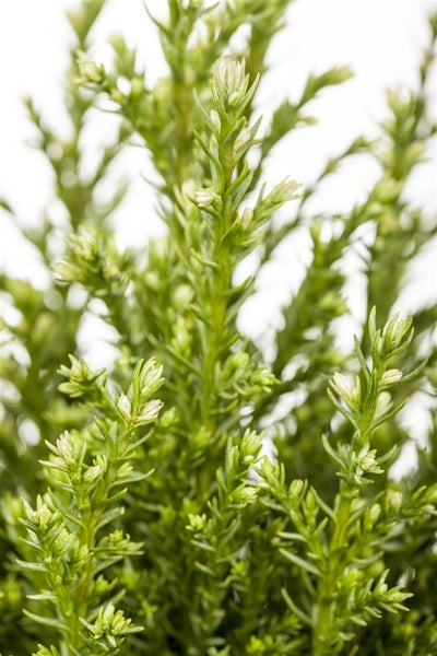 Chamaecyparis lawsoniana 'Snow White', Scheinzypresse, 30–40 cm