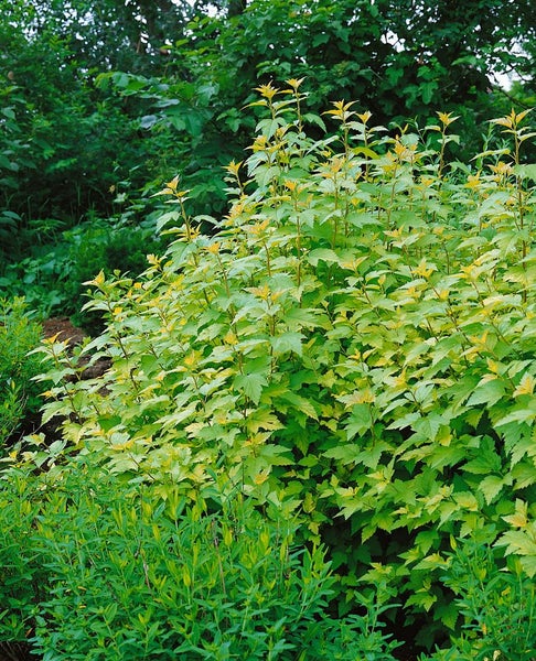 Physocarpus opulifolius 'Nugget', Blasenspiere, goldgelb, 40–60 cm