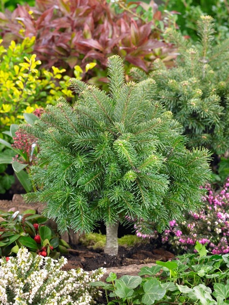 Abies lasiocarpa 'Green Globe', kompakt, 60–70 cm