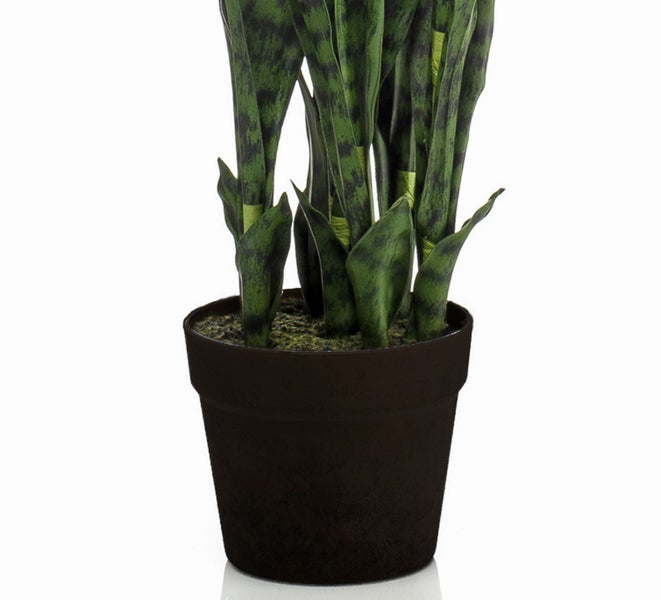 Bogenhanf Sansevieria mit langen, aufrecht stehenden, grün gemusterten Blättern.