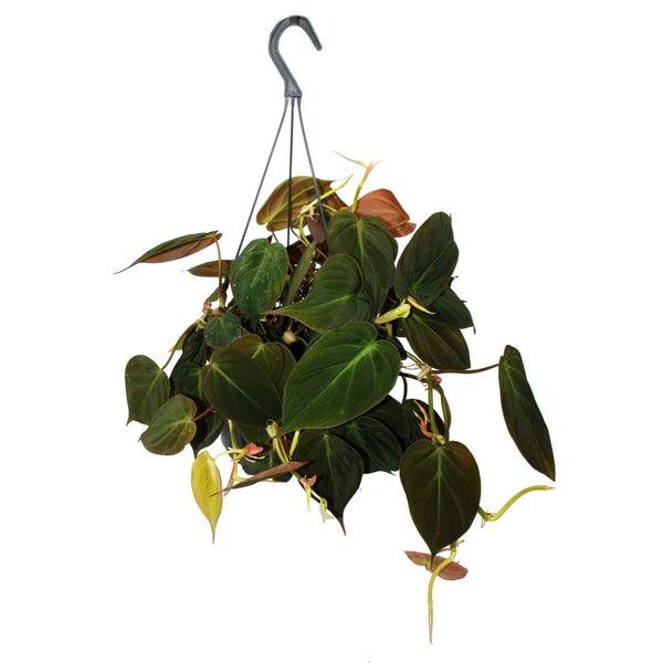 Philodendron micans - Dunkler Kletternder Baumfreund - dunkle Blätter - 15cm Ampeltopf