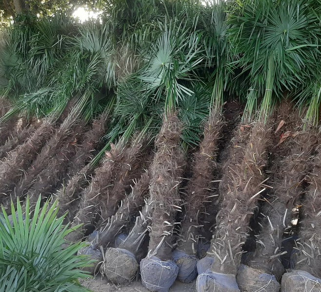 Palme ca.250cm - 270cm Trachycarpus Fortunei 120 cm Stamm Hanfpalme, winterharte Palme bis -19°C
