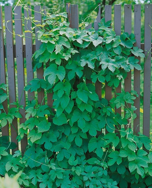 Humulus lupulus 'Pure', Hopfen, grün, 60–100 cm