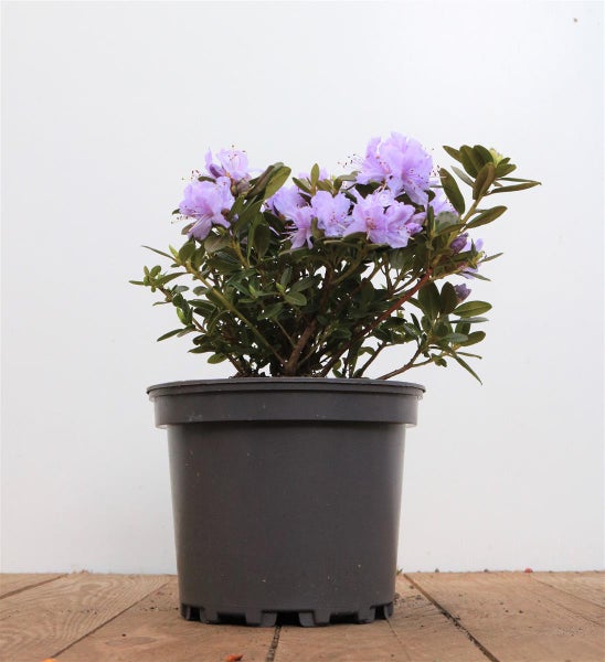 Rhododendron russatum 'Purple Pillow', lila Blüten, 10–15 cm
