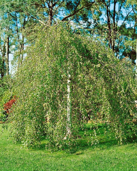 Betula pendula 'Youngii', Hängebirke, 120 cm Stammhöhe