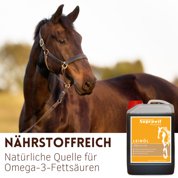 Kanister mit 5000 Milliliter SupraVit WiesenGlück Leinöl, Omega-3-Quelle für Pferde, neben einem braunen Pferd mit Trense, SupraVit Logo.