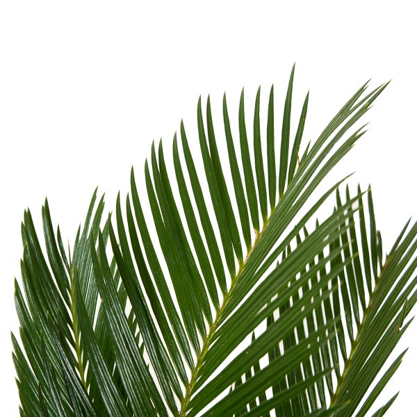 Bloomique - Cycas Revoluta - Palmfarn - Sagopalme - Palme - Sehr Pflegeleicht - Höhe 40-50 cm - Topf 15 cm