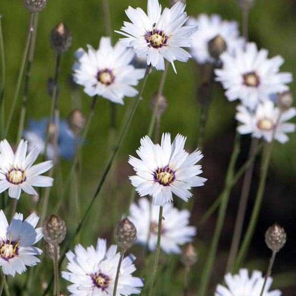 Nahaufnahme von Wiesenflockenblumen im Garten