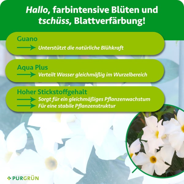 Nahaufnahme einer blauen Schwertlilienblüte mit gelbem Zentrum