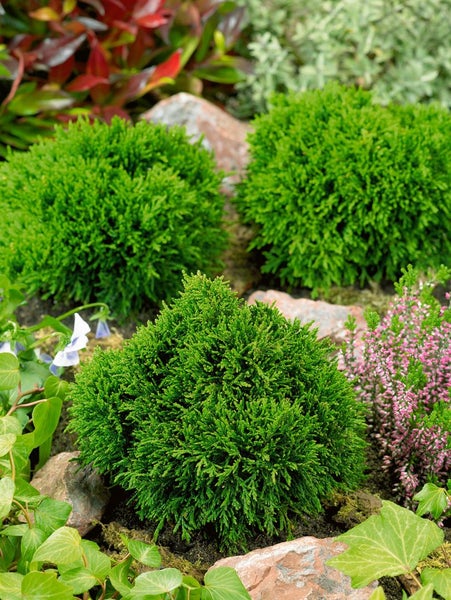 Chamaecyparis lawsoniana 'Green Globe', Kugelzypresse, 15–20 cm